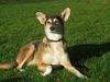 Podenco Canario Hund