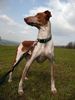 Podenco Canario Hund