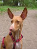 Podenco Canario Hund