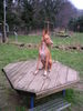 Podenco Canario Foto: Pepito, 5 Jahre, Tierhilfe Fuerteventura (ID 37381) Podenco Canario Hund