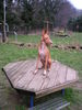 Podenco Canario Hund