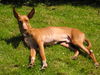 Podenco Canario Hund