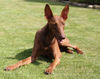 Podenco Canario Hund