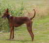 Podenco Canario Hund