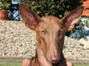 Podenco Canario Hund