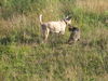 Podenco Canario Foto: Chérie und Kater Luchsohr (ID 34003) Podenco Canario Hund