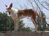 Podenco Canario Foto: Der gelangweilte Simon auf Granada (ID 30256) Podenco Canario Hund