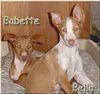 Podenco Canario Foto: mijn zusjes (ID 25438) Podenco Canario Hund