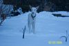 Podenco Canario Foto: Blanco im Halbdunkel beim gartenausspähen (ID 30257) Podenco Canario Hund