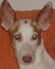 Podenco Canario Foto: unser Schatz (ID 42127) Podenco Canario Hund