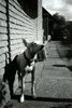 Podenco Canario Hund