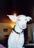 Podenco Canario Hund