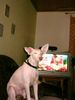 Podenco Canario Hund