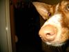 Podenco Canario Hund