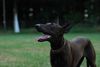 Podenco Canario Hund