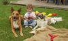 Podenco Canario Foto: bonny Podenco-mix und Linda border-bretone (ID 34224) Podenco Canario Hund