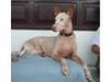 Podenco Canario Hund