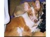 Podenco Canario Hund