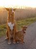 Podenco Canario Foto: in het park (ID 25439) Podenco Canario Hund
