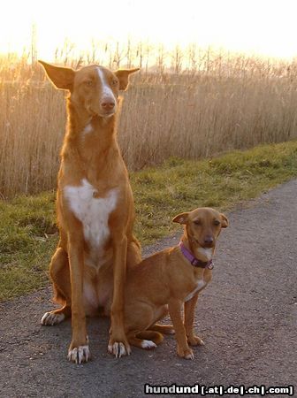 Podenco Canario in het park