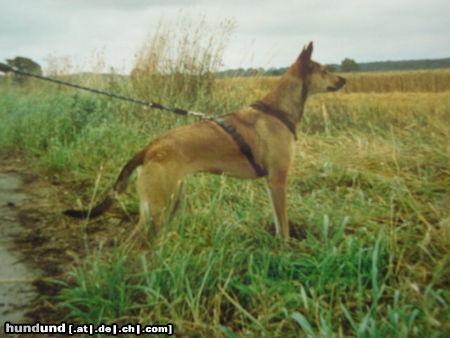 Podengo Portugueso Medio  port.Podenco Mix Hündin Tina