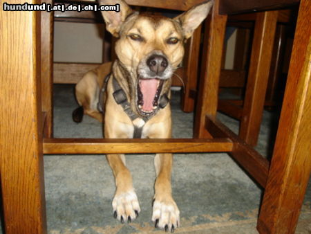 Podengo Portugueso Medio Hunde Foto 24511 Podengo Portugueso Medio Tina port.Podenco Mix