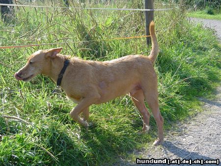 Podengo Portugueso Medio Podenco-Mix Ivo