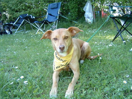 Podengo Portugueso Medio Hunde Foto 27706 Podengo Portugueso Medio Unser Pedro