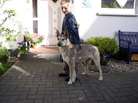Podengo Portugueso Medio Hunde Foto 30774 in höherer Auflösung ansehen Podengo Portugueso Medio Unsere Mari (1 1/2 Jahre) und ihr bester Freund Nils!
