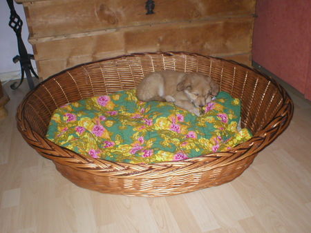 Podengo Portugueso Medio Hunde Foto 28787 in höherer Auflösung ansehen Podengo Portugueso Medio Josi ist 9 Wochen und zu verk geb.25.11.05