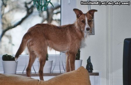 Podengo Portugueso Medio Hunde Foto 7213 Podengo Portugueso Medio
