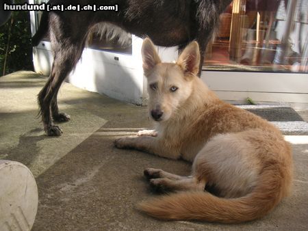 Podengo Portugueso Medio Hunde Foto 46086 Podengo Portugueso Medio Mia, habe ich als Mischlingshünding vom Tierschutz. Ich denke, sie ist ein Pod.Portugueso..Was meint Ihr???