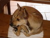 Podengo Portugueso Medio Foto: Tina port.Podenco Mix (ID 24512) Podengo Portugueso Medio Hund