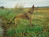 Podengo Portugueso Medio Hund