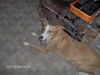 Podengo Portugueso Medio Foto: Mein 2 Jahre alter Podengo-Mix (ID 43239) Podengo Portugueso Medio Hund