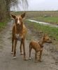 Podengo Portugueso Medio Hund