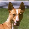 Podengo Portugueso Medio, Mittlerer Portugiesischer Laufhund Podengo Portugueso Medio, Mittlerer Portugiesischer Laufhund