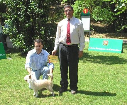 Podengo Portugueso Pequeno Cascais dogshow - Portugal, judge - Henrique Tavares Passadinhas ( Portugal ), best of breed - Port. Ch. Carapau de Viamonte