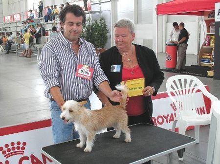 Podengo Portugueso Pequeno Umbigo de Viamonte