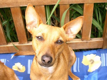 Podengo Portugueso Pequeno Hunde Foto 32389 Podengo Portugueso Pequeno zosja