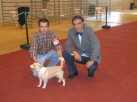 Podengo Portugueso Pequeno Hunde Foto 35044 in höherer Auflösung ansehen Podengo Portugueso Pequeno Carapau de Viamonte