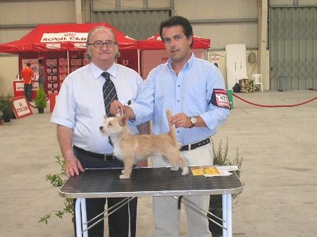 Podengo Portugueso Pequeno Pombal National Dogshow, judge - Diogo Ramalho, Best of Breed - Torrada de Viamonte