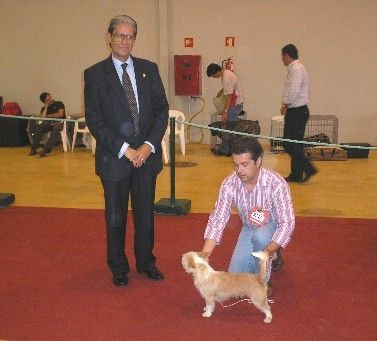 Podengo Portugueso Pequeno Hunde Foto 35045 in höherer Auflösung ansehen Podengo Portugueso Pequeno Umbigo de Viamonte