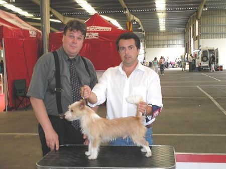 Podengo Portugueso Pequeno Coimbra International dogshow - Portugal, judge - Markku Mahonen from Finland, Best of Breed - Umbigo de Viamonte