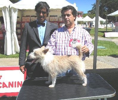 Podengo Portugueso Pequeno Carapau de Viamonte