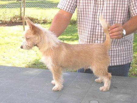 Podengo Portugueso Pequeno Vasco de Viamonte