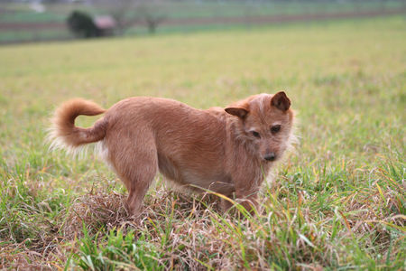 Podengo Portugueso Pequeno Hunde Foto 40486 Podengo Portugueso Pequeno Zora beim Mausen