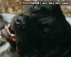 Podengo Portugueso Pequeno Hunde Foto 15031 Podengo Portugueso Pequeno Artu