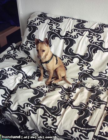 Podengo Portugueso Pequeno Hunde Foto 5525 Podengo Portugueso Pequeno