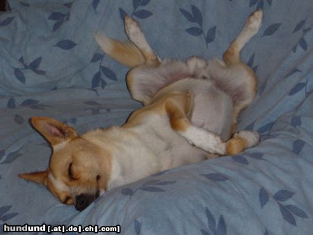 Podengo Portugueso Pequeno Hunde Foto 12156 Podengo Portugueso Pequeno Bodhi auf Wolke 7